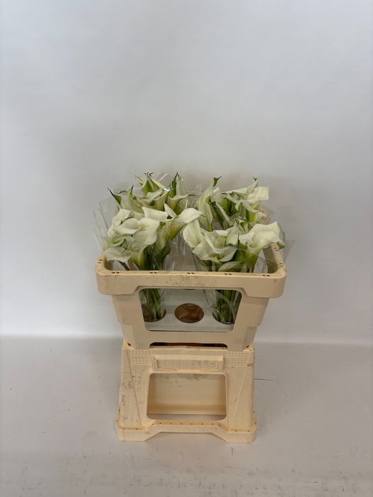 <h4>Calla Crystal Blush Double Future</h4>