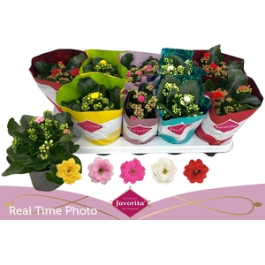 KAL GE PERF GEM 5 KL