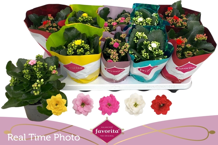 <h4>KAL GE PERF GEM 5 KL</h4>