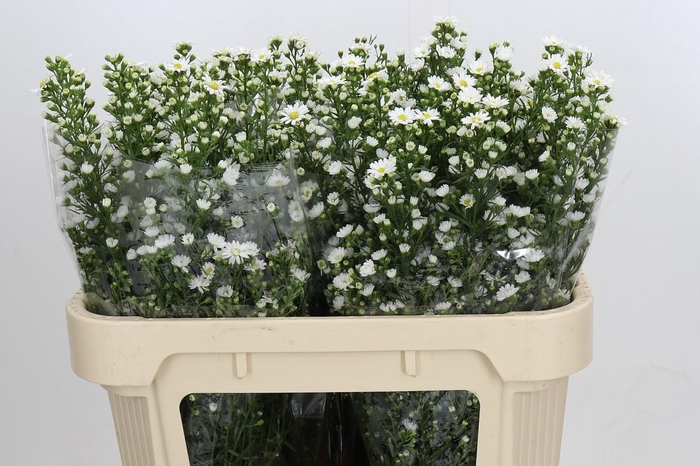 <h4>Aster Paquita</h4>