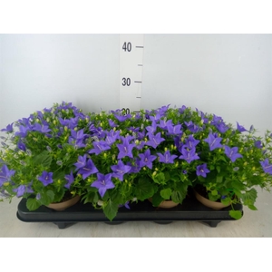 Campanula isoph. 'Napoli'