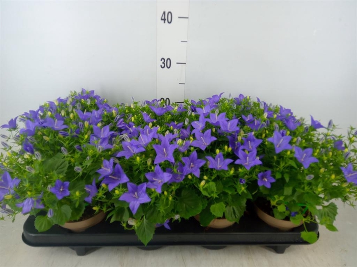 <h4>Campanula isoph. 'Napoli'</h4>