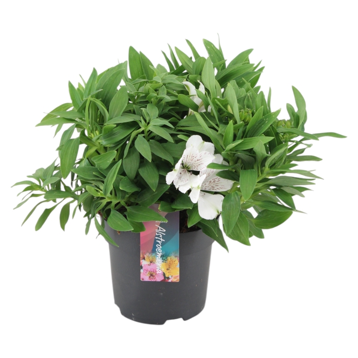 <h4>Alstroemeria Inticancha Magic White p17</h4>