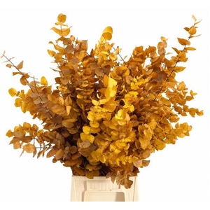 Euc. Stuart Preserved Yellow