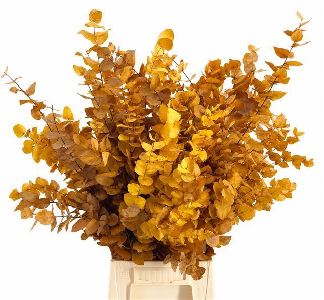 <h4>Euc. Stuart Preserved Yellow</h4>