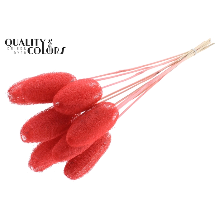 <h4>Luffa Mini on stem Coral</h4>