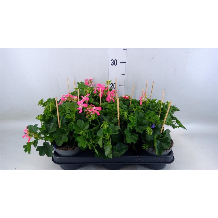 <h4>Pelargonium pelt. 'Balkon Roze'</h4>
