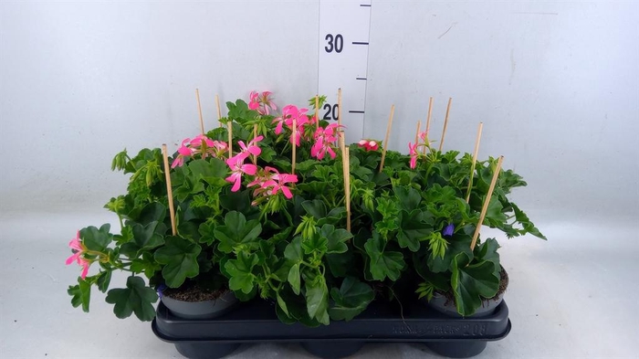 <h4>Pelargonium pelt. 'Balkon Roze'</h4>