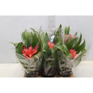 GUZMANIA VERMELHA P12