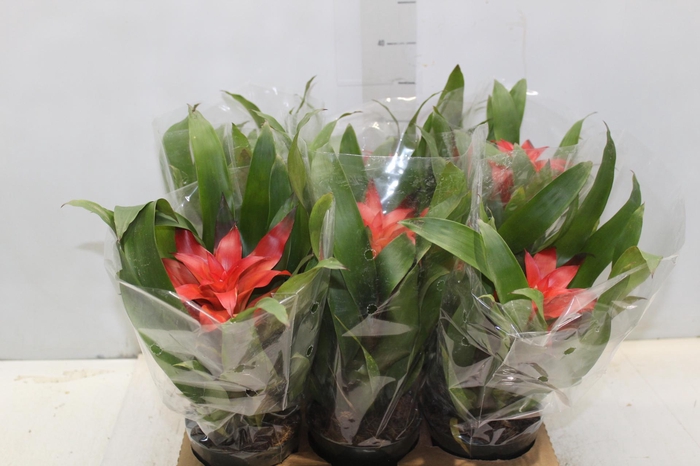 <h4>GUZMANIA VERMELHA P12</h4>