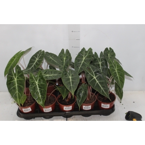 ALOCASIA PINK DRAGON P12