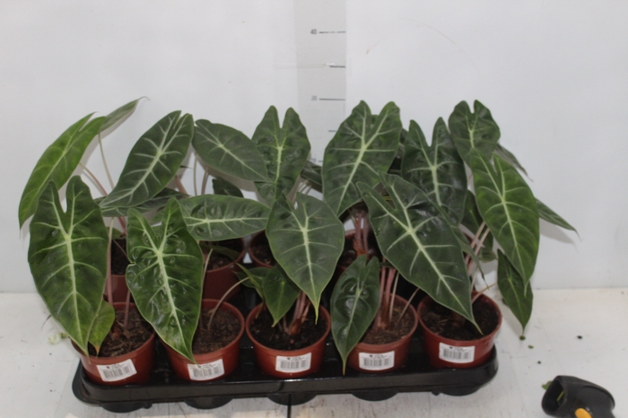 <h4>ALOCASIA PINK DRAGON P12</h4>