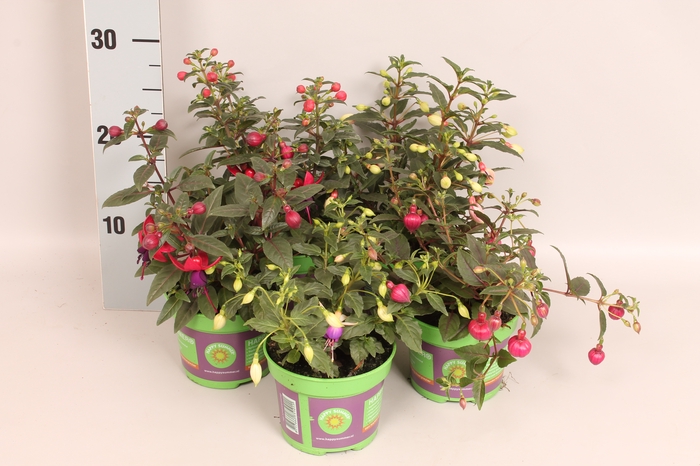 <h4>Fuchsia bella Divers</h4>