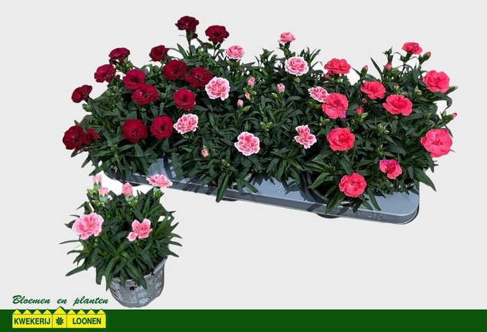 <h4>DIAN OSC GEM</h4>