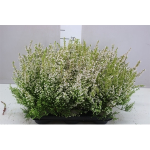 Erica Zo Gracilis Wit