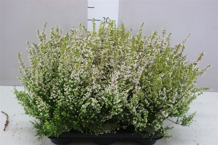 <h4>Erica Zo Gracilis Wit</h4>