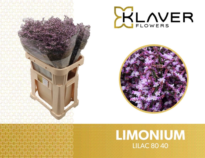 <h4>LIM SAF LILAC 80 40</h4>