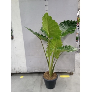 Alocasia  'Portodora'