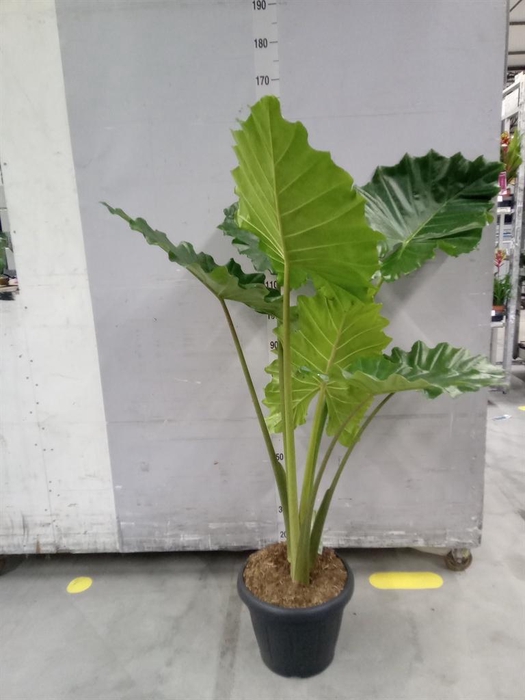 <h4>Alocasia  'Portodora'</h4>