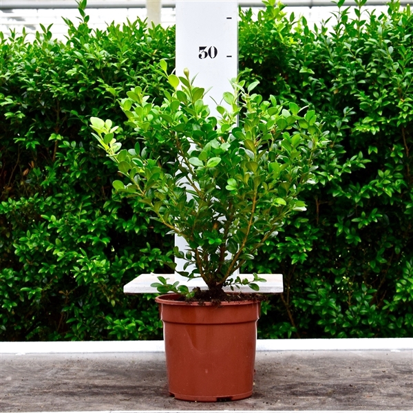 <h4>Buxus microphylla 'Faulkner' 20-25cm struik</h4>