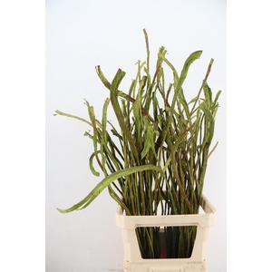 SALIX SEKKA BANDWILG