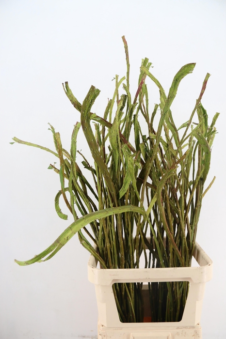 <h4>SALIX SEKKA BANDWILG</h4>
