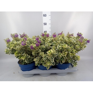 Hebe andersonii 'Variegata'