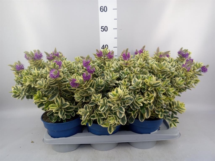 <h4>Hebe andersonii 'Variegata'</h4>