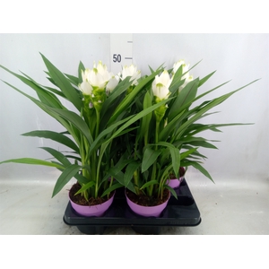 Curcuma alism. 'Siam Sisto'