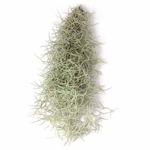 Mos Tillandsia Fijn Toef