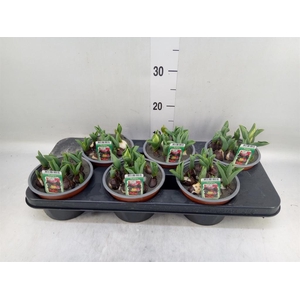 Tulipa   ...mix in pot