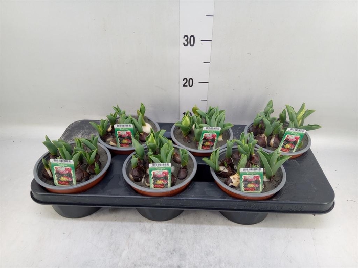 <h4>Tulipa   ...mix in pot</h4>