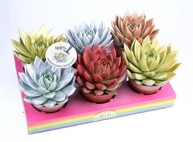 <h4>ECHEVERIA KERSTMIX P12</h4>