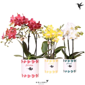 Kolibri Orchids Phalaenopsis mix 3 spike in Amore pot mix