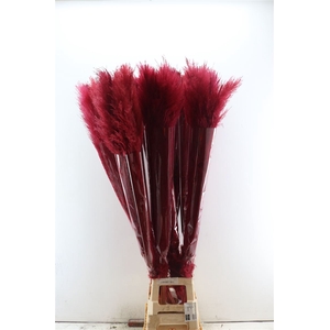 Dried Cortaderia Lao Grass Bleach Red P Stem