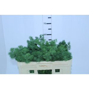 FOLH ASP MYRIOCLADUS 060 CM