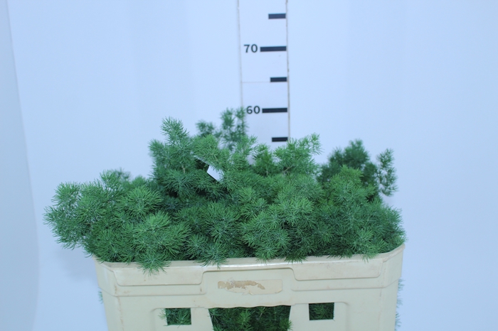 FOLH ASP MYRIOCLADUS 060 CM