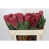 Protea Sharon