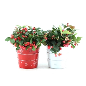 Gaultheria pr. 'Big Berry'® P10 in Zinc X-mas Duo