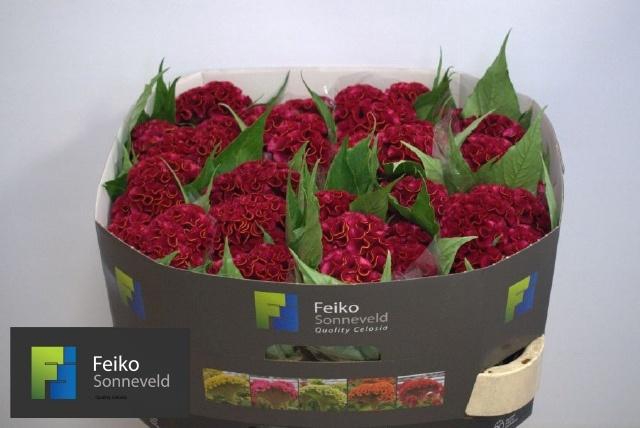 <h4>CEL C ACT DARA</h4>