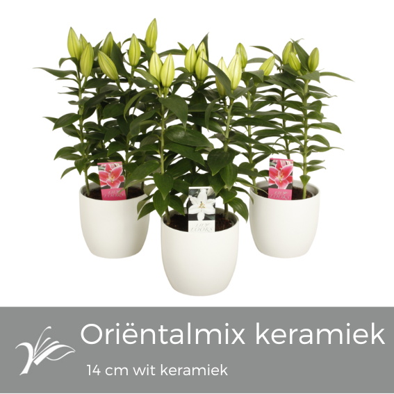 <h4>Lilium oriëntal mix 'wit keramiek' (or. lelie)</h4>