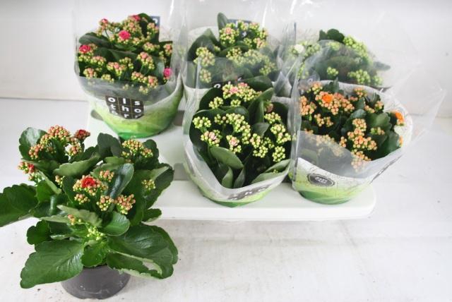 <h4>KAL GE GEM 5 KL</h4>