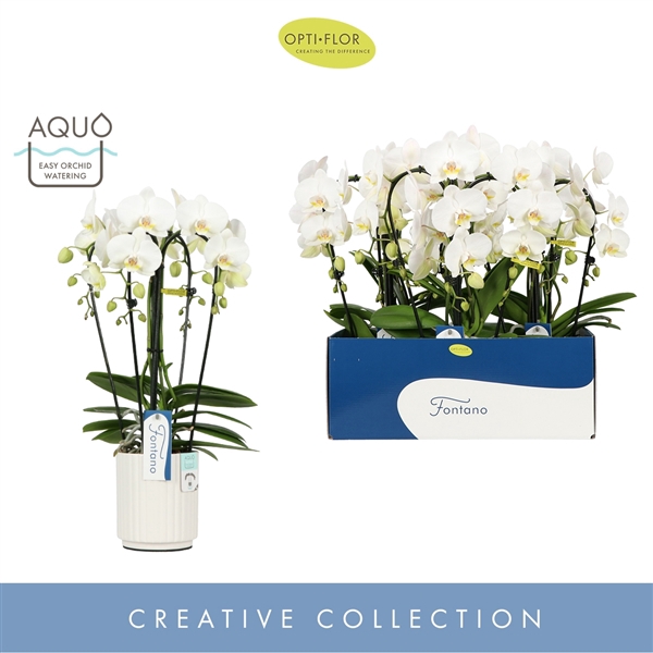 <h4>Fontano Bellagio 4 spike in Molise White Aquo</h4>
