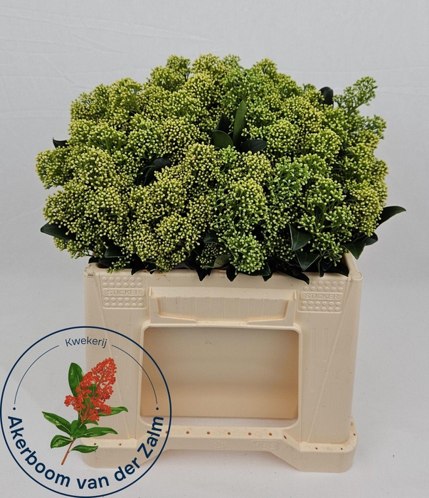 <h4>SKIM J FRANK WHIT BS</h4>