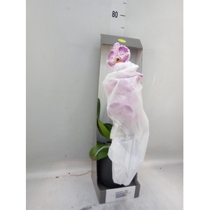 Phalaenopsis   ...lilac