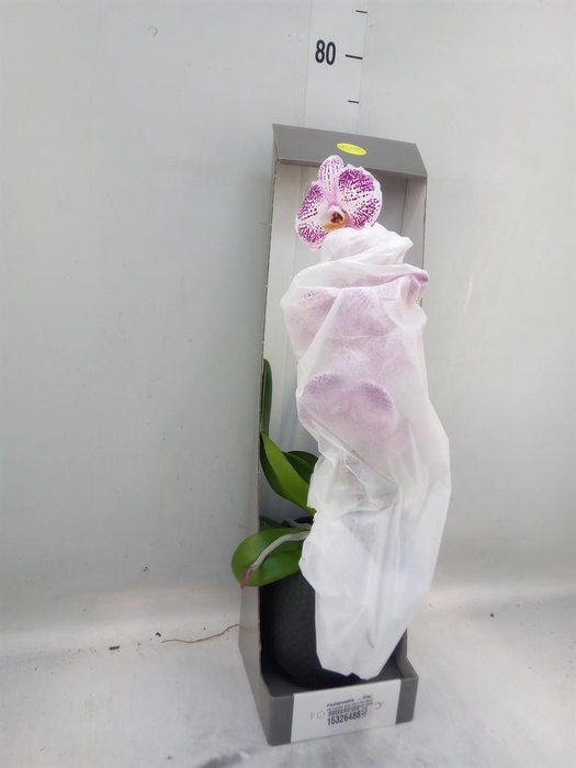 <h4>Phalaenopsis   ...lilac</h4>