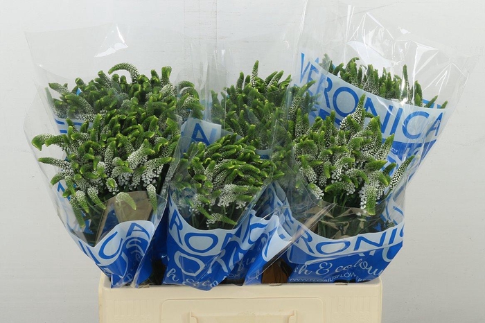 <h4>Veron Smart Caya</h4>