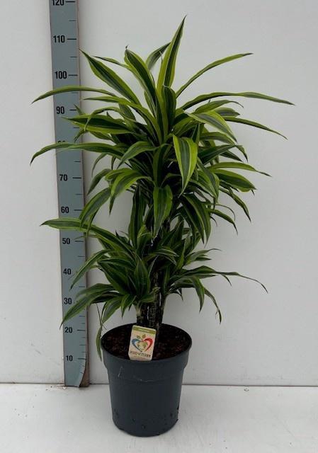 <h4>DRA DE LEMON LIME</h4>