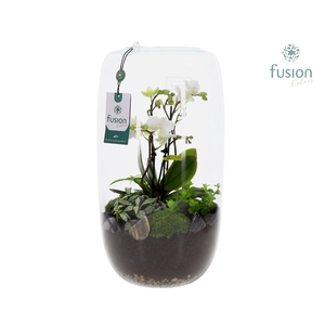 Green Bottle Isabella XXLarge met 4tak Phalaenopsis Arrangement 24 uurs levertijd