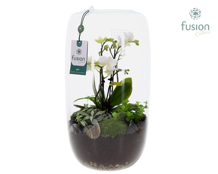 <h4>Green Bottle Isabella XXLarge met 4tak Phalaenopsis Arrangement 24 uurs levertijd</h4>